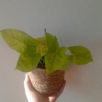 pianta di Syngonium