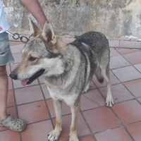 Cane lupo cecoslovacco maschio adulto