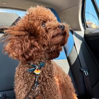 Barboncino nano per monta con pedigree Enci