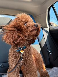 Barboncino nano per monta con pedigree Enci