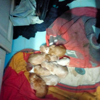 Cuccioli cocker originali