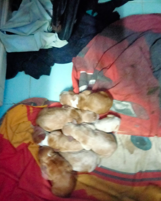 Cuccioli cocker originali