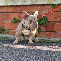 Stallone Monta Isabella Merle Bulldog Francese