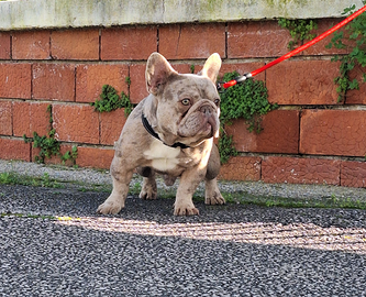 Stallone Monta Isabella Merle Bulldog Francese