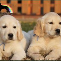 Golden Retriever: cuccioli sani e selezionati