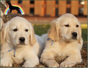 Golden Retriever: cuccioli sani e selezionati