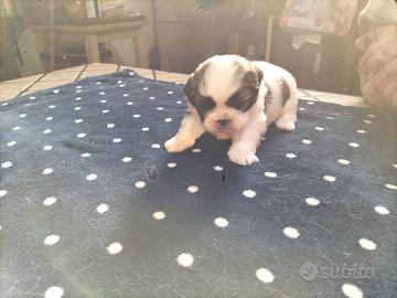 Cuccioli di Shitzu