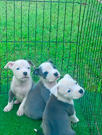 Amstaff blu occhi blu pedigree enci
