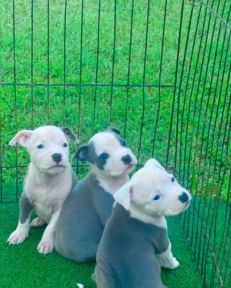 Amstaff blu occhi blu pedigree enci