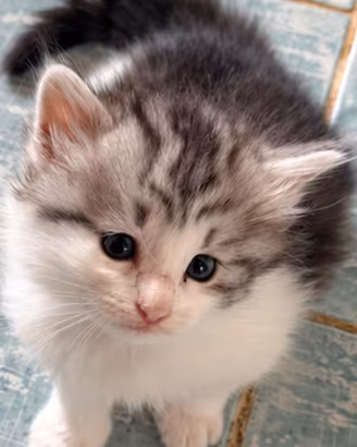 Gattini di Gatto Siberiano