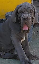 Mastino
