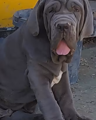 Mastino