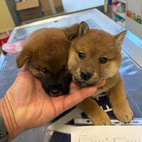 Shiba Inu rosso cuccioli con Pedigree Italiano