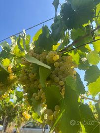 UVA da vino - 80% Malvasia 20% Trebbiano