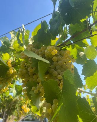 UVA da vino - 80% Malvasia 20% Trebbiano