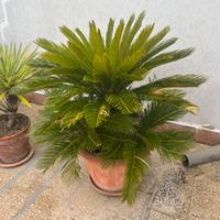 5 cycas