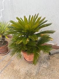 5 cycas