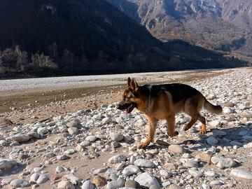 Pastore tedesco per accoppiamento