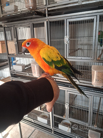 Pappagallo conuro del sole allevato a mano