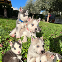 Cuccioli husky