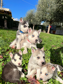 Cuccioli husky