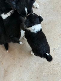 Cuccioli di Border collie Imperia