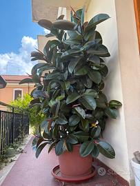 Ficus elastica