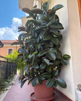 Ficus elastica