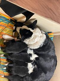 Cucciolo di Bordel Colin