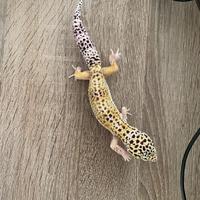 Geco leopardino