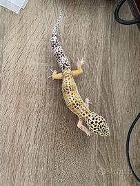 Geco leopardino