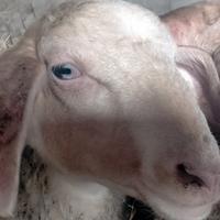 Pareggio unghioni pecore