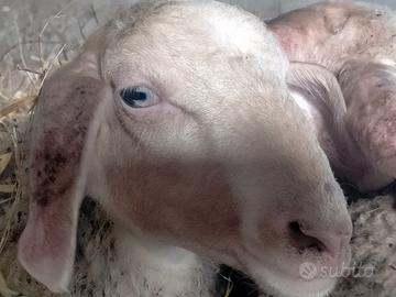 Pareggio unghioni pecore