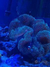 Corallo marino molle sarcophyton XL