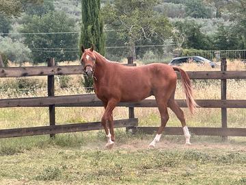cavallo