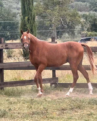 cavallo