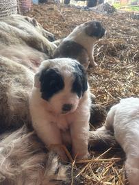 Pastore del caucaso-pastore maremmano