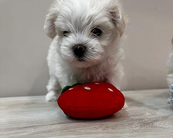 Cucciola maltese
