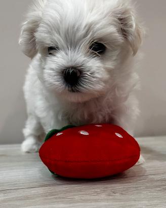 Cucciola maltese