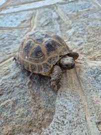 Tartarughe da terra
