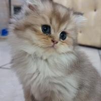 Cuccioli british longhair