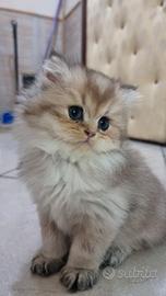Cuccioli british longhair