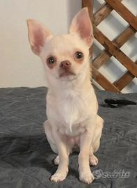 Chihuahua cuccioli