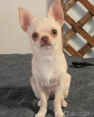Chihuahua cuccioli