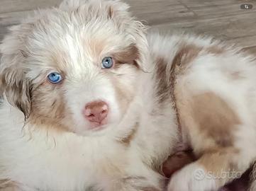 Pastore Australiano Australian Shepherd cucciolo