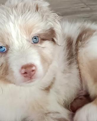 Pastore Australiano Australian Shepherd cucciolo
