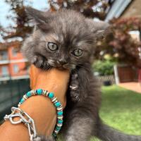 British shorthair black smoke