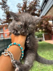 British shorthair black smoke
