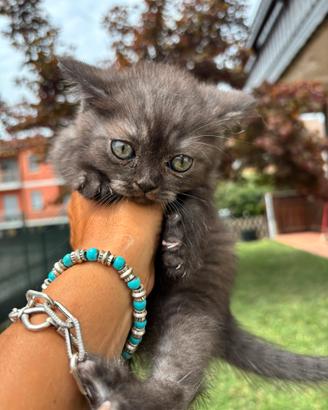British shorthair black smoke