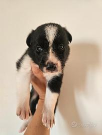 Cuccioli di border collie